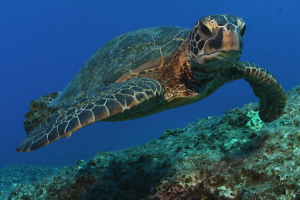 turtle swimming underwater