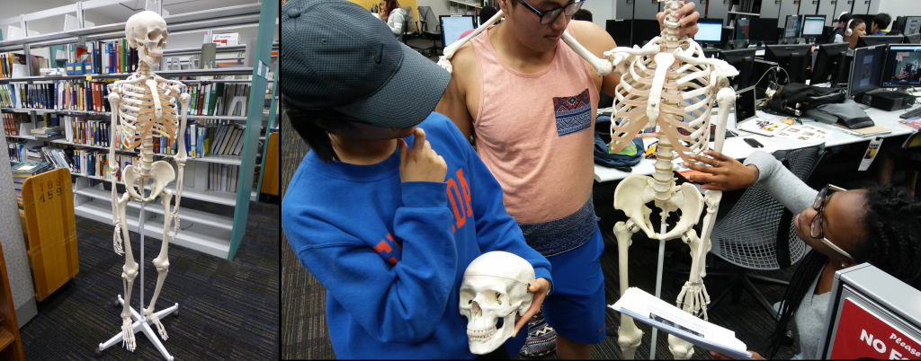 On the left is a life-sized human skeleton model. On the right are three students inspecting the model in Marston.
