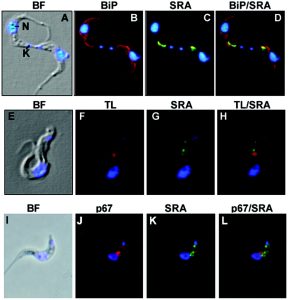 Immunofluorescent images Oli publication