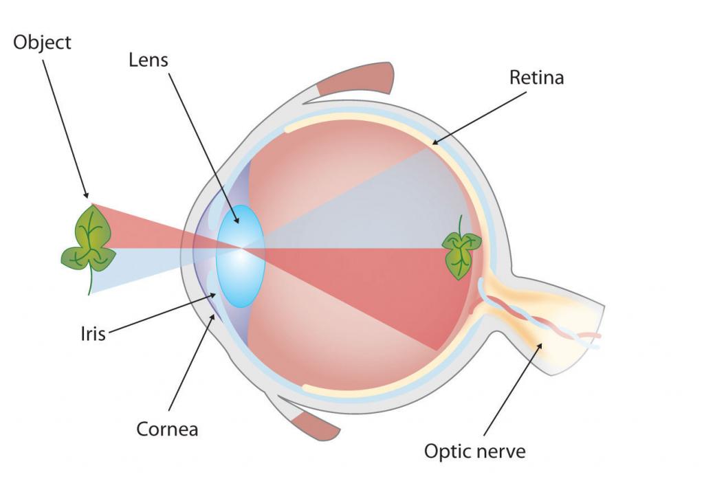 The human eye