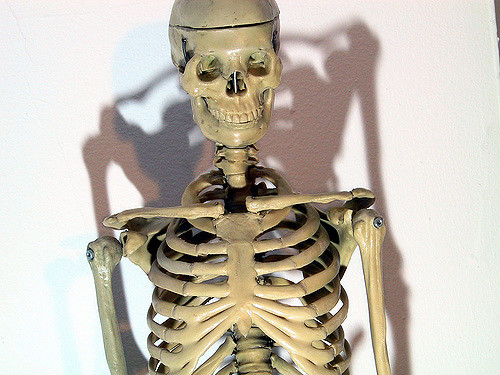 A skeleton