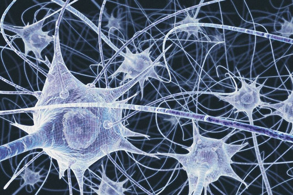 An image of neurons in the brain
