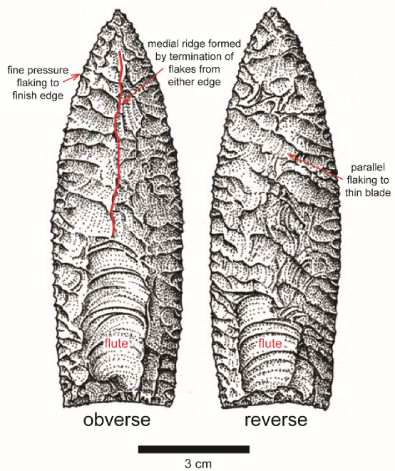 Clovis point, 3 cm wide. Top of obverse "fine pressure flaking to finish edge" and "medial ridge formed by termination of flakes from either edge." Midpoint of reverse: "parallel flaking to thin blade."