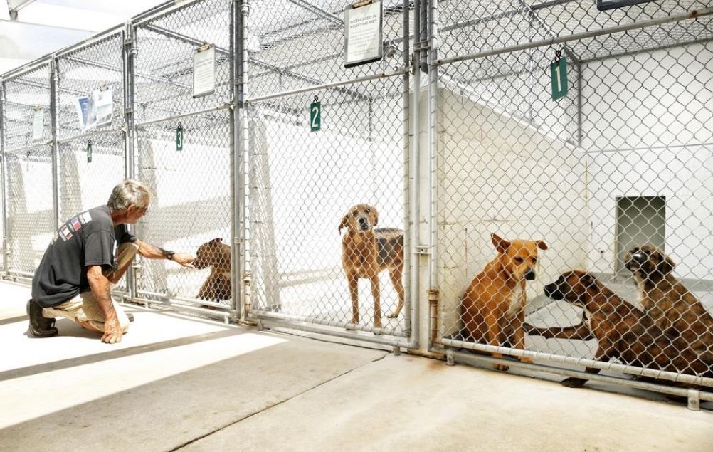Dogs in runs at Alachua County Animal Services