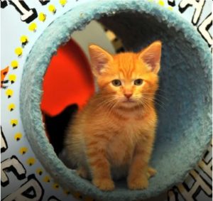 Orange kitten sits in a carpeted cat tree at a shelter