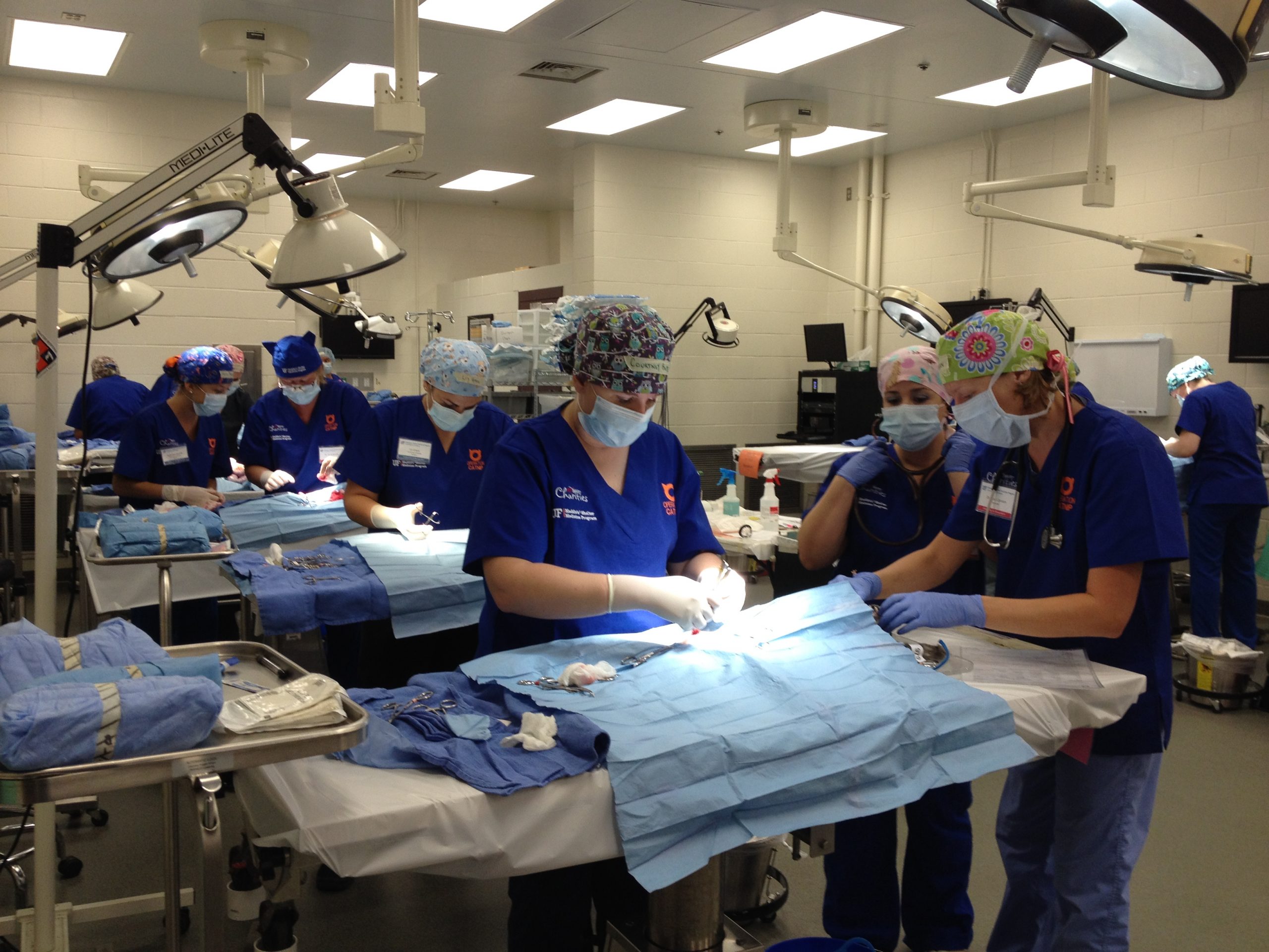 A row of surgeons in blue scrub tops perform spay surgery on cats