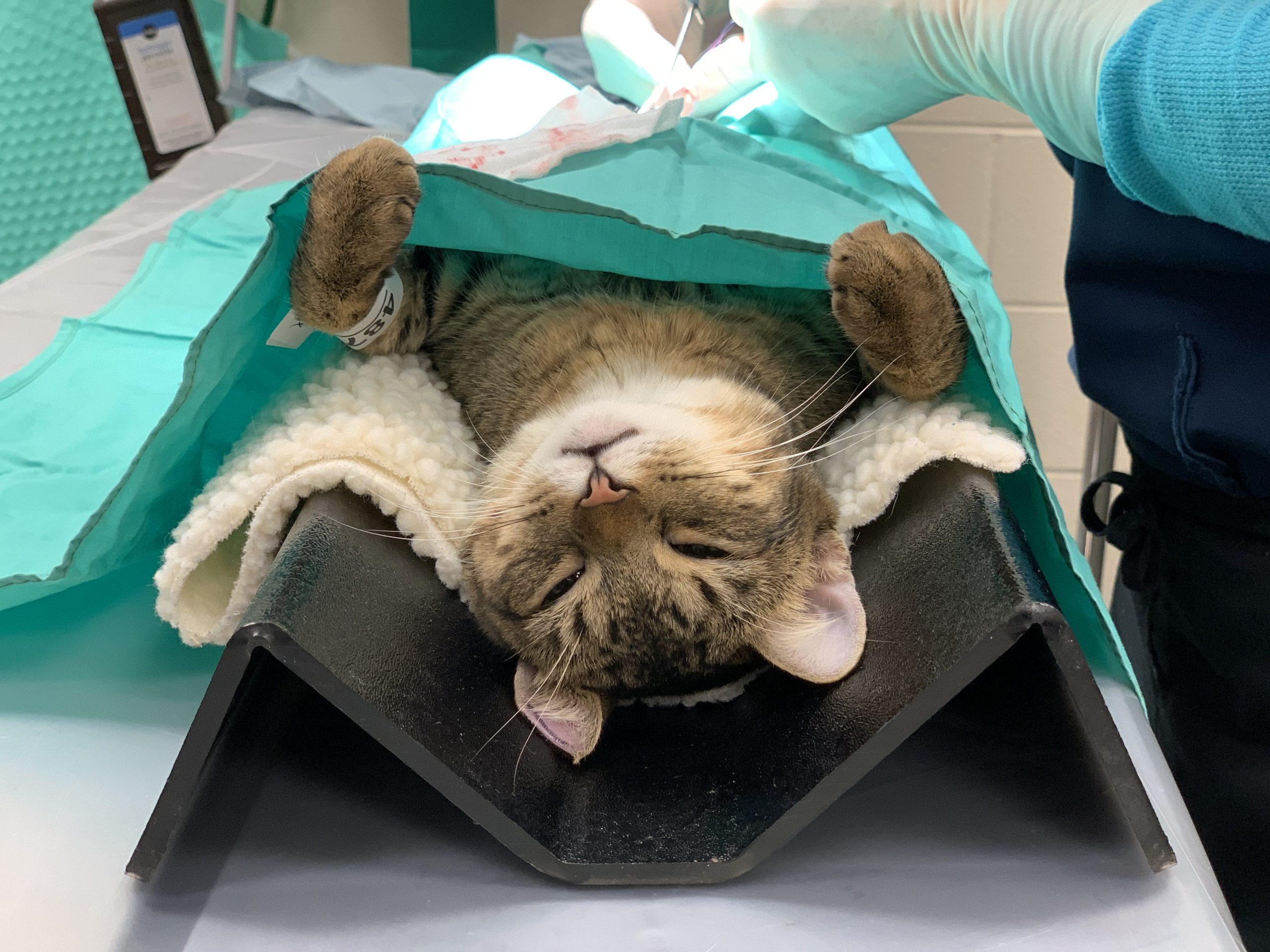 An anesthetized tabby cat lies on the operating table being spayed