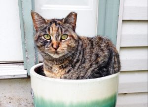 Eartipped cat sitting in a flower pot
