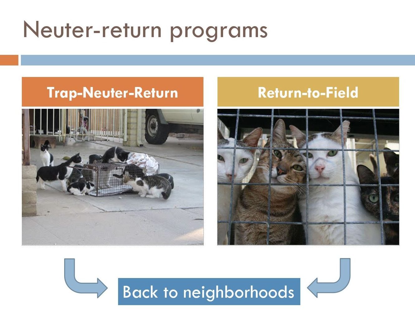 Infographic showing Trap-Neuter-Return and Return-to-Field process