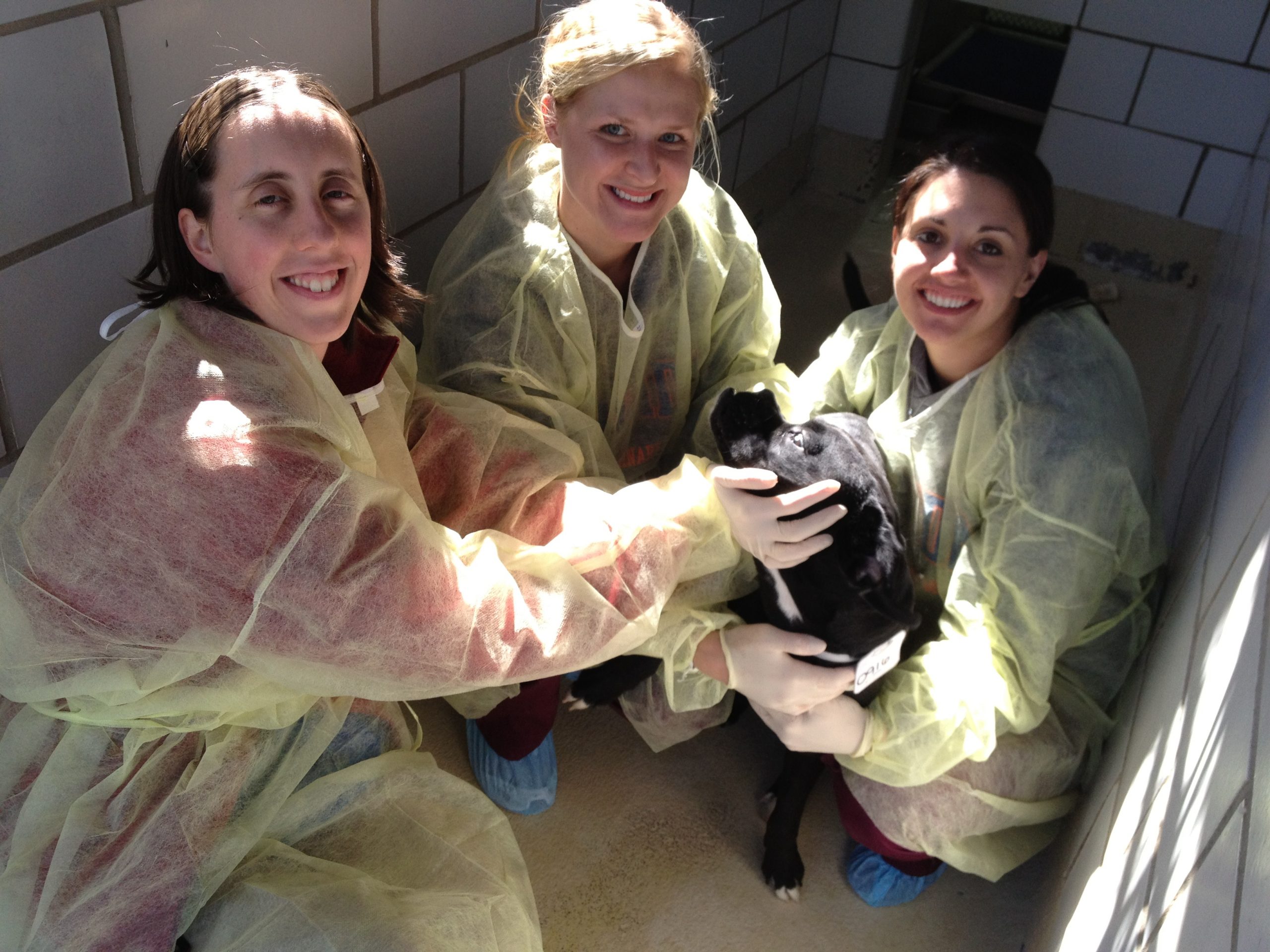 Three shelter staff members in yellow gowns hande a black do in a kennel