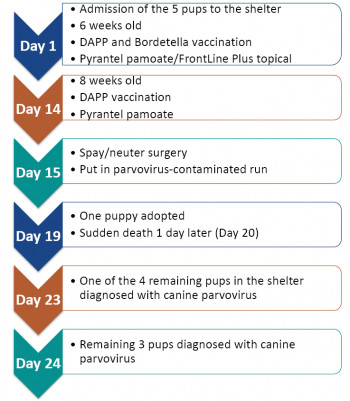 The Problem Worsens…. – Integrating Veterinary Medicine with Shelter ...