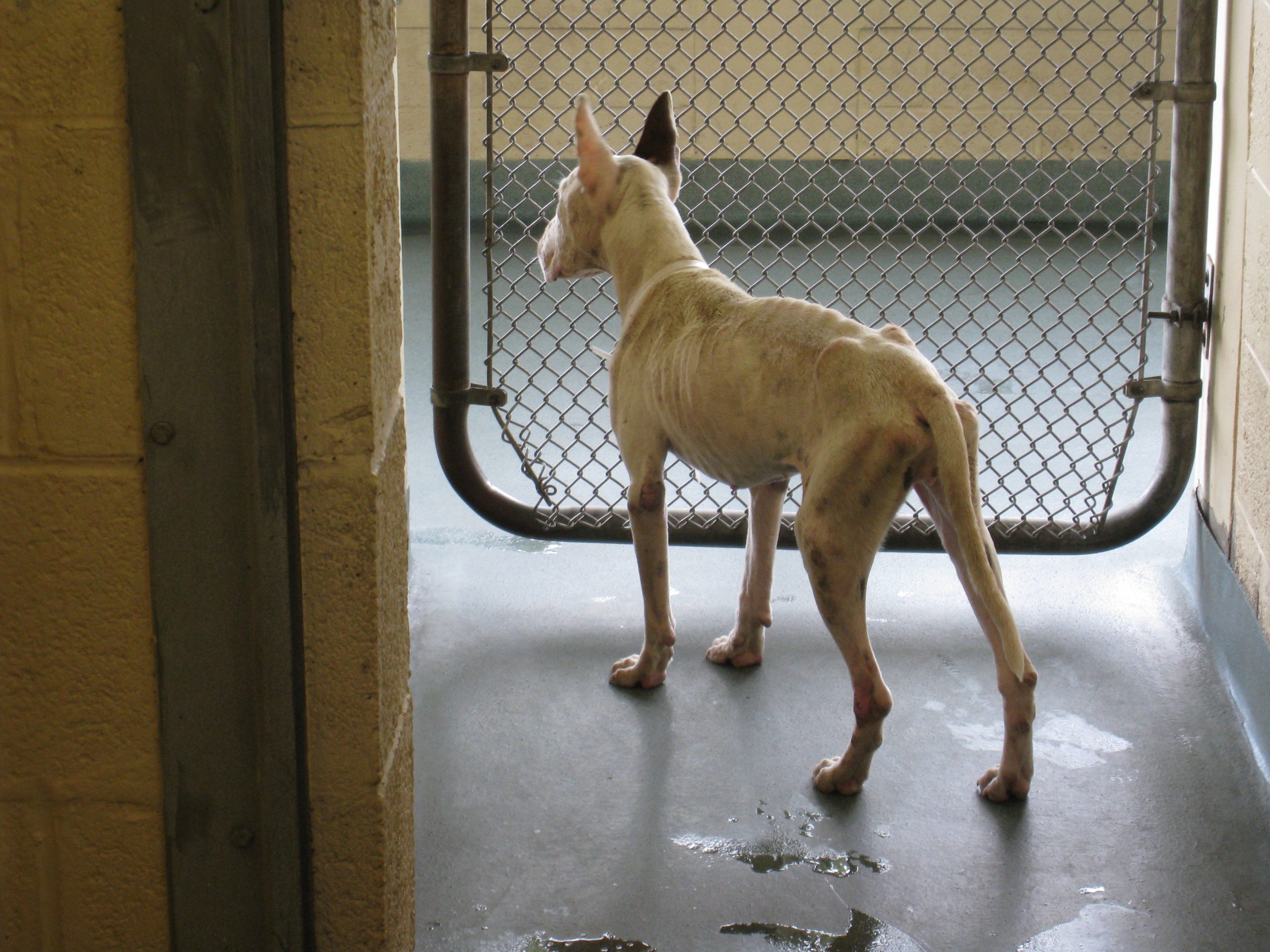 An emaciated white dog looks out of a shelter kennel