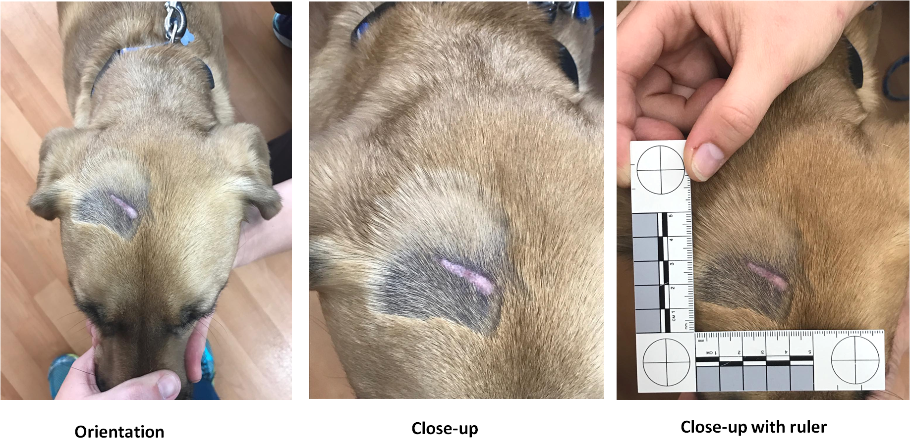 Orientation, close-up without ruler, and close-up with ruler photographs of a lesion on a dog’s head