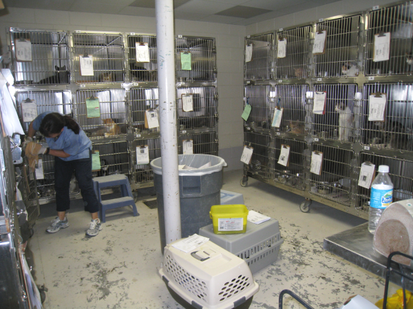 Cat ward that is crowded with many cages filled with cats