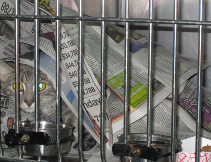 A stressed cat hiding underneath newspaper in a small cage