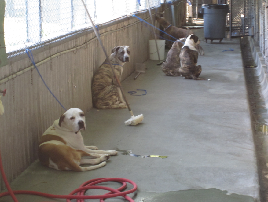 Multiple large dogs are tethered to a wall while their single compartment run is cleaned.