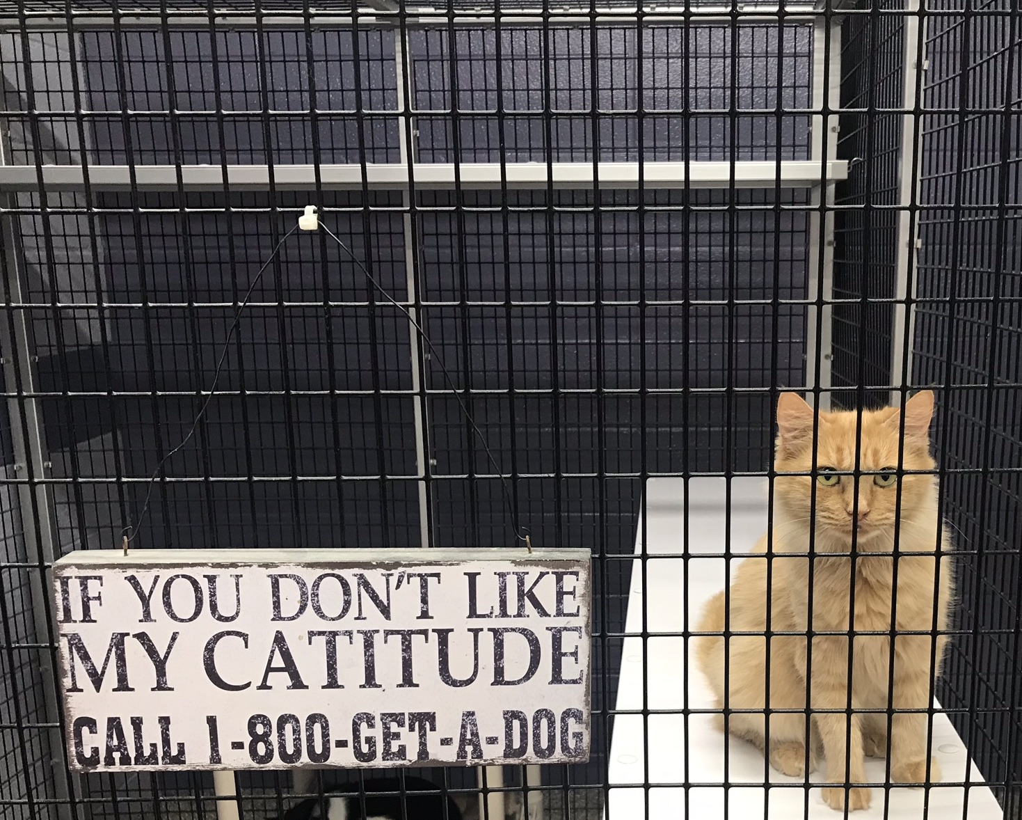 An orange adult cat sits on a shelf inside a large wire enclosure. He appears alert and neutral as he looks out of the enclosure towards the camera. Next to him is a decorative sign hanging on the outside of his enclosure that reads, “If you don’t like my catitude, call 1-800-get-a-dog.”
