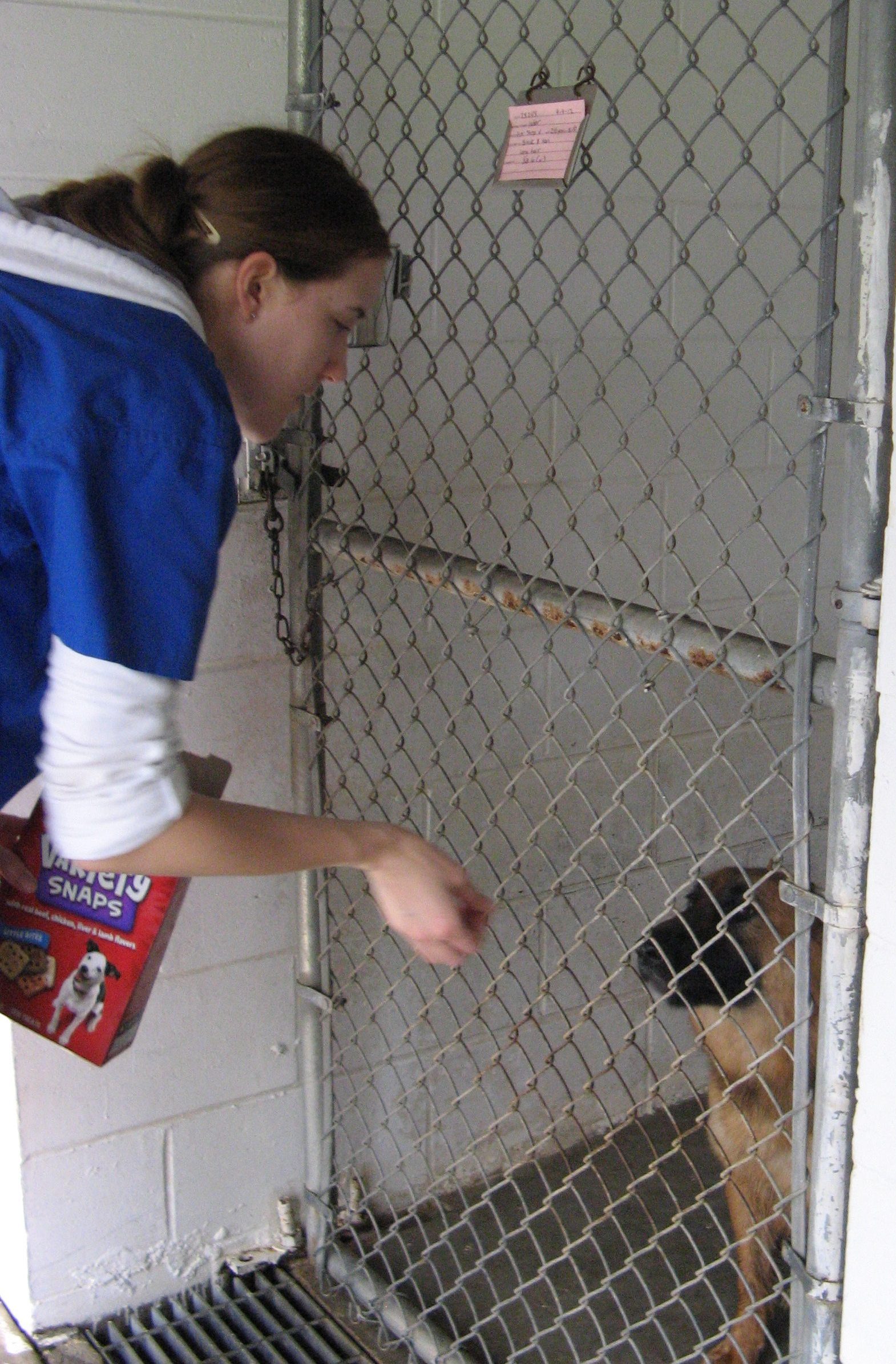 person offer dog a treat through chain link fence at front of run