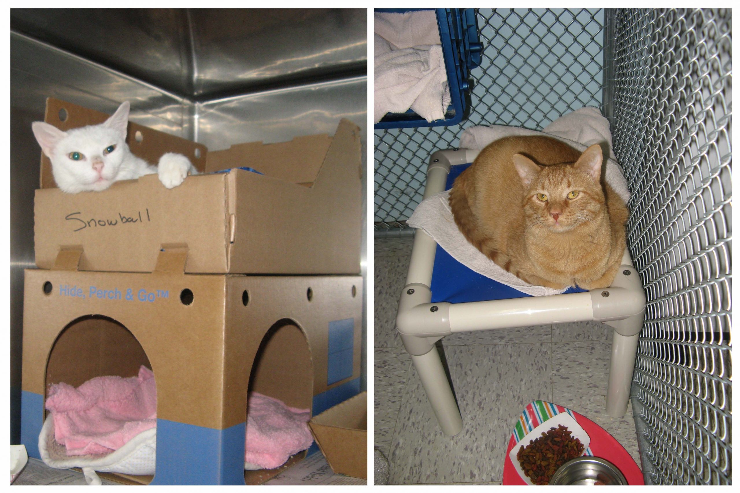 (Left) white cat perches comfortably on top of a sturdy cardboard box inside her cage; (Right) Orange cat perches comfortably on a hammock style platform bed in a chain link run