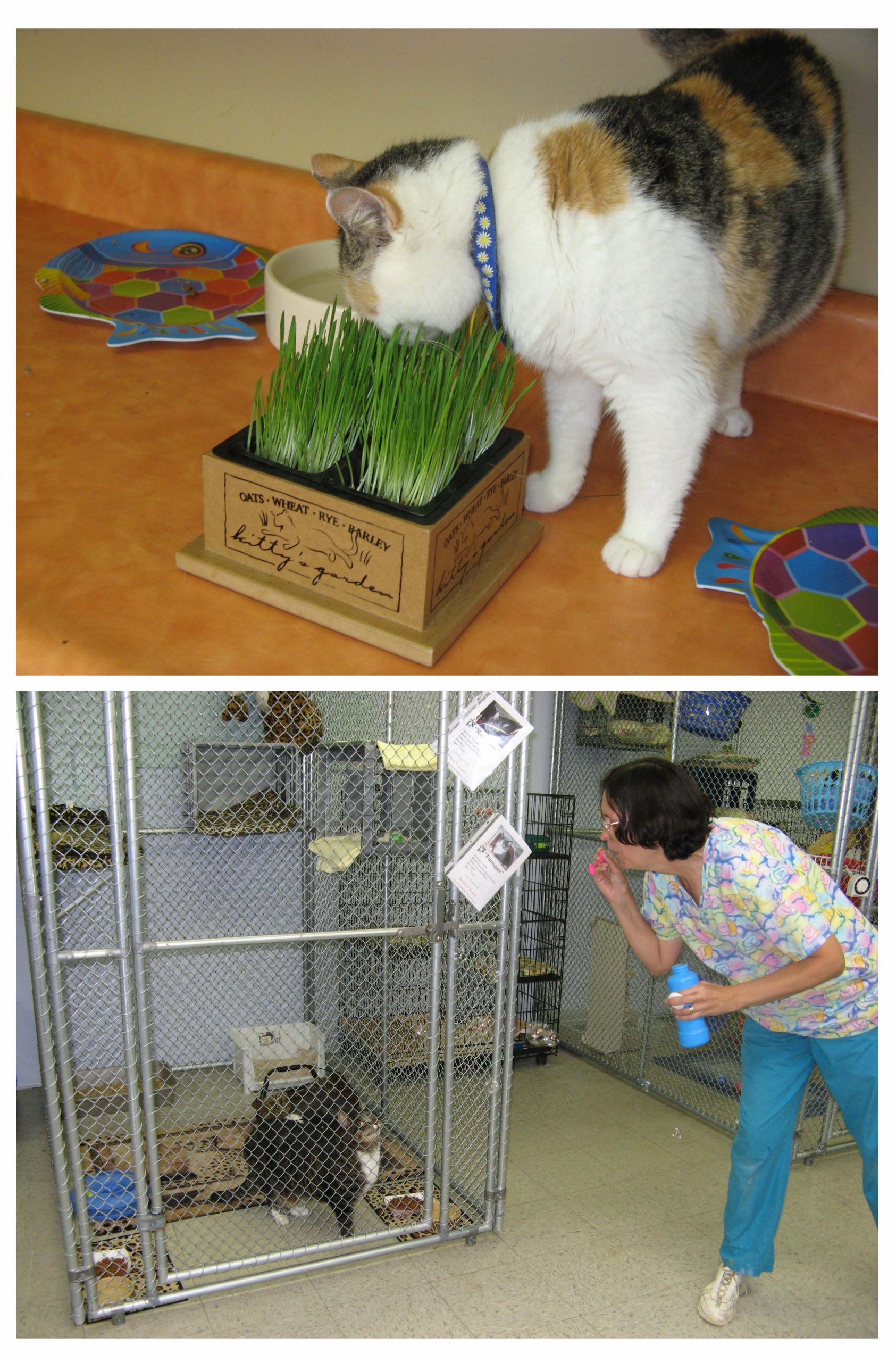 (Left) an adult cat sniffs a small container of cat grass on a counter top; (Right) an adult cat in a run watches bubbles being blown by a caregiver