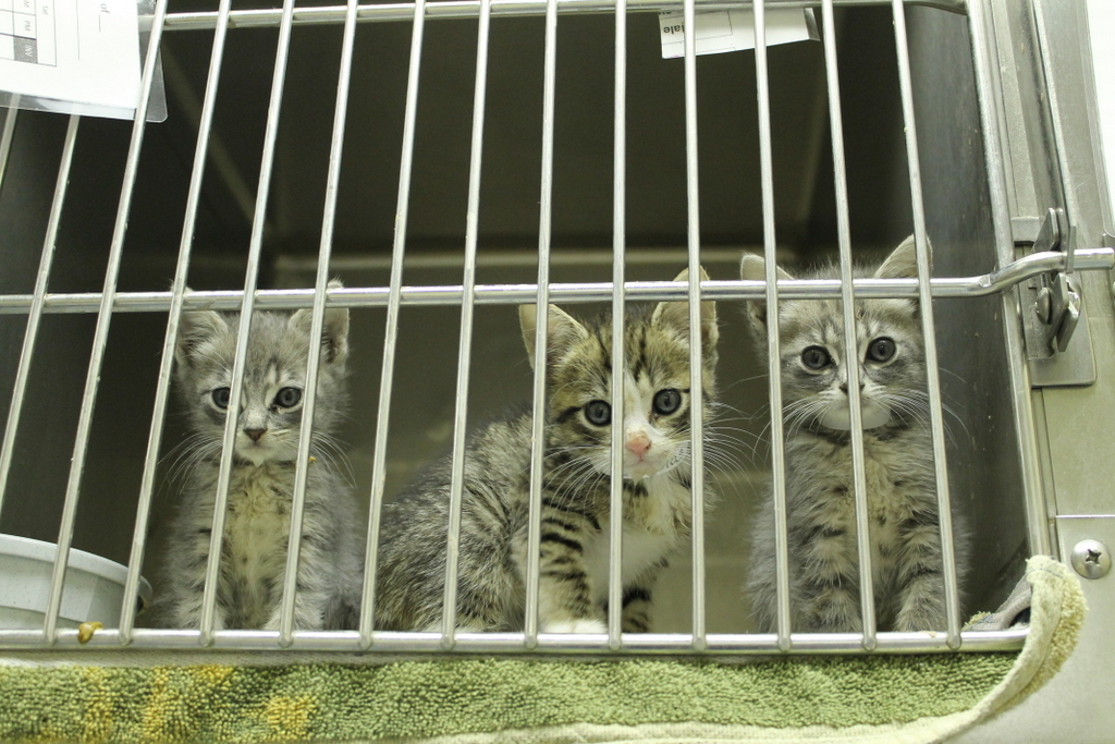 Three tabby kittens peer from inside a cage