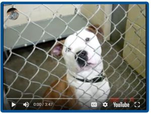 Thumbnail image of video about shelter staff and euthanasia