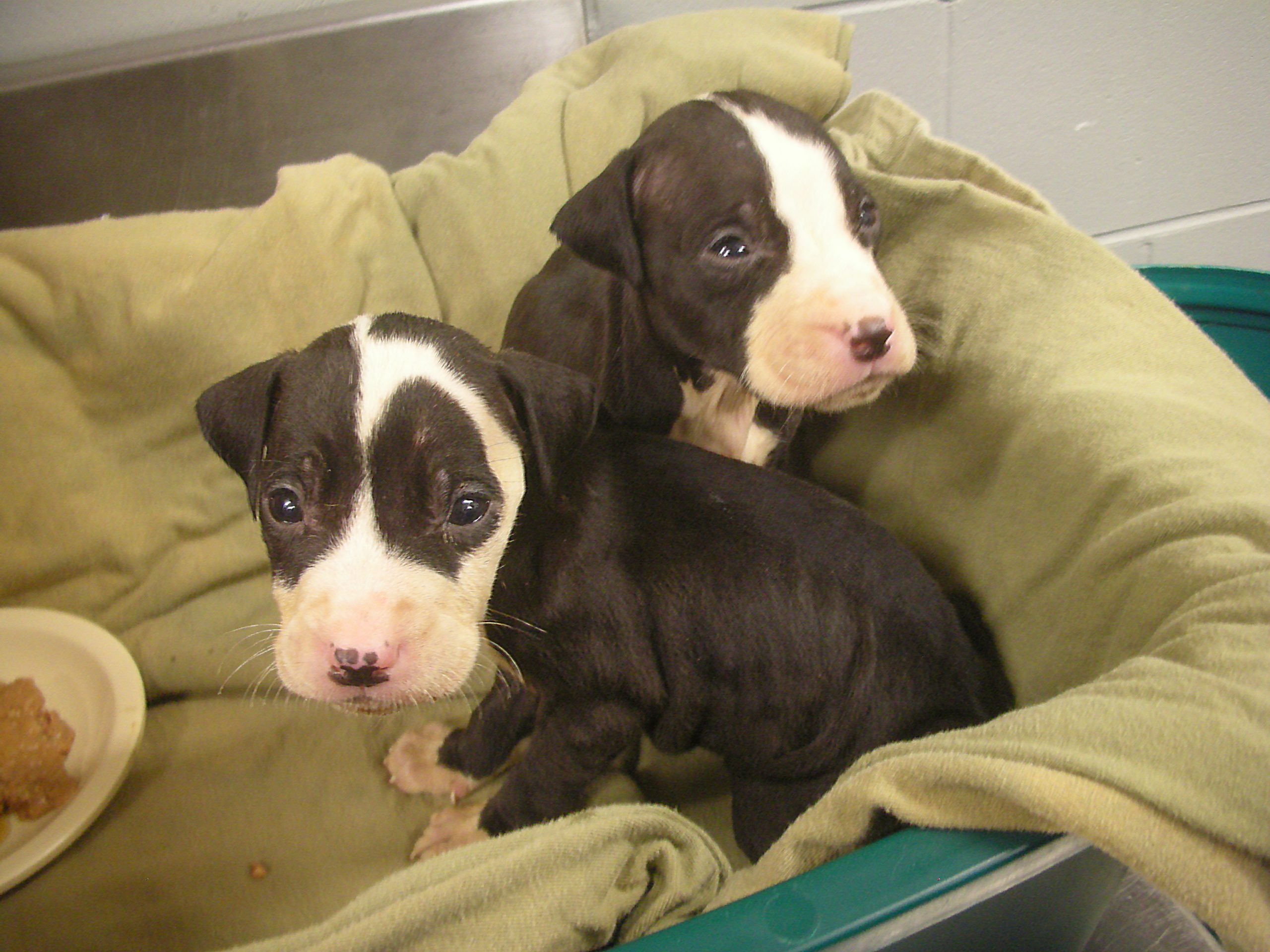 Two brown and white puppies in a bed