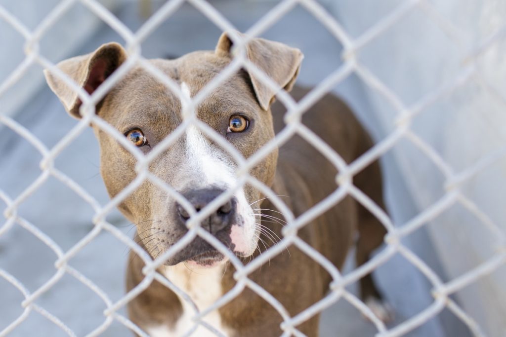 A brown and white dog stands behind a chain link gate in a shelter
