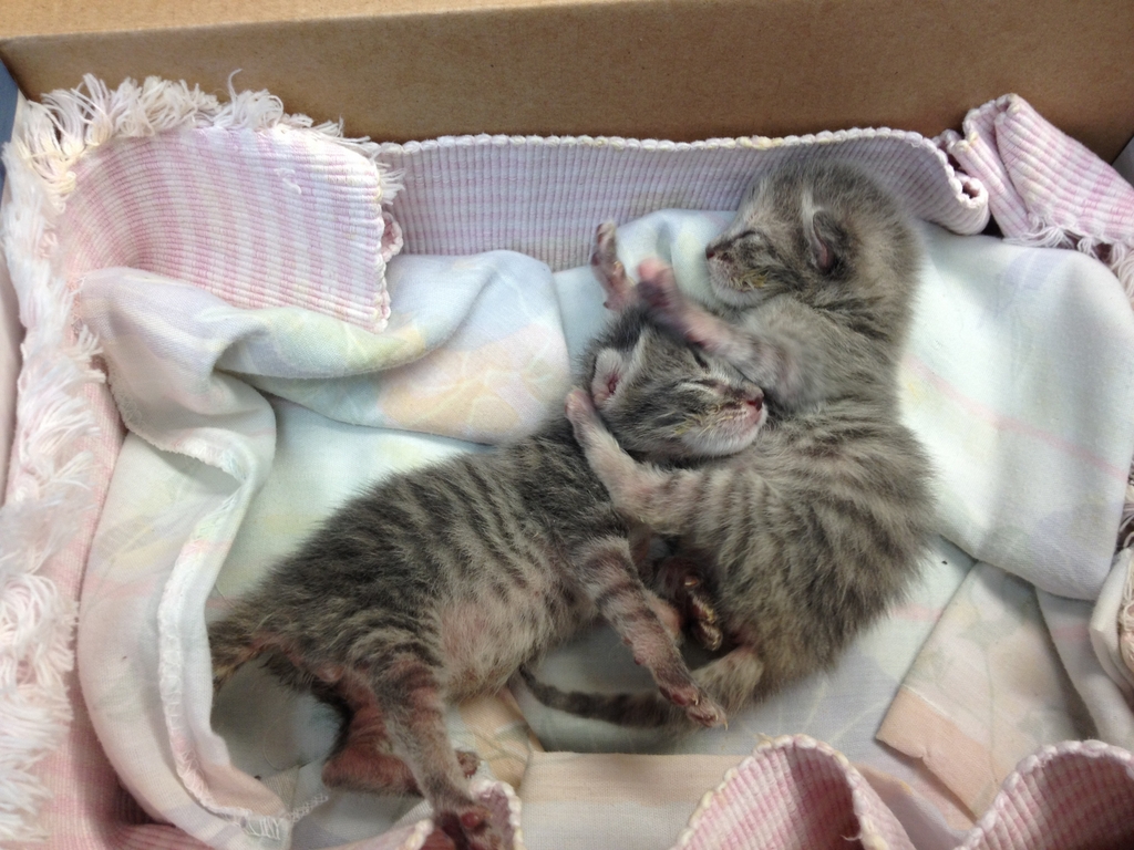 Two neonatal tabby kittens lay on a blanket