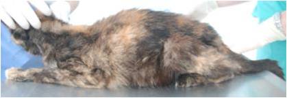 Left lateral view of cat