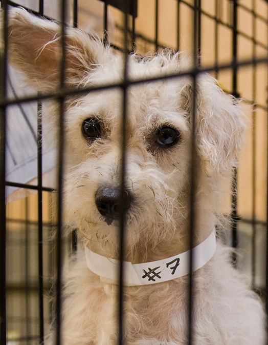 Dog with a neckband containing the unique identification number