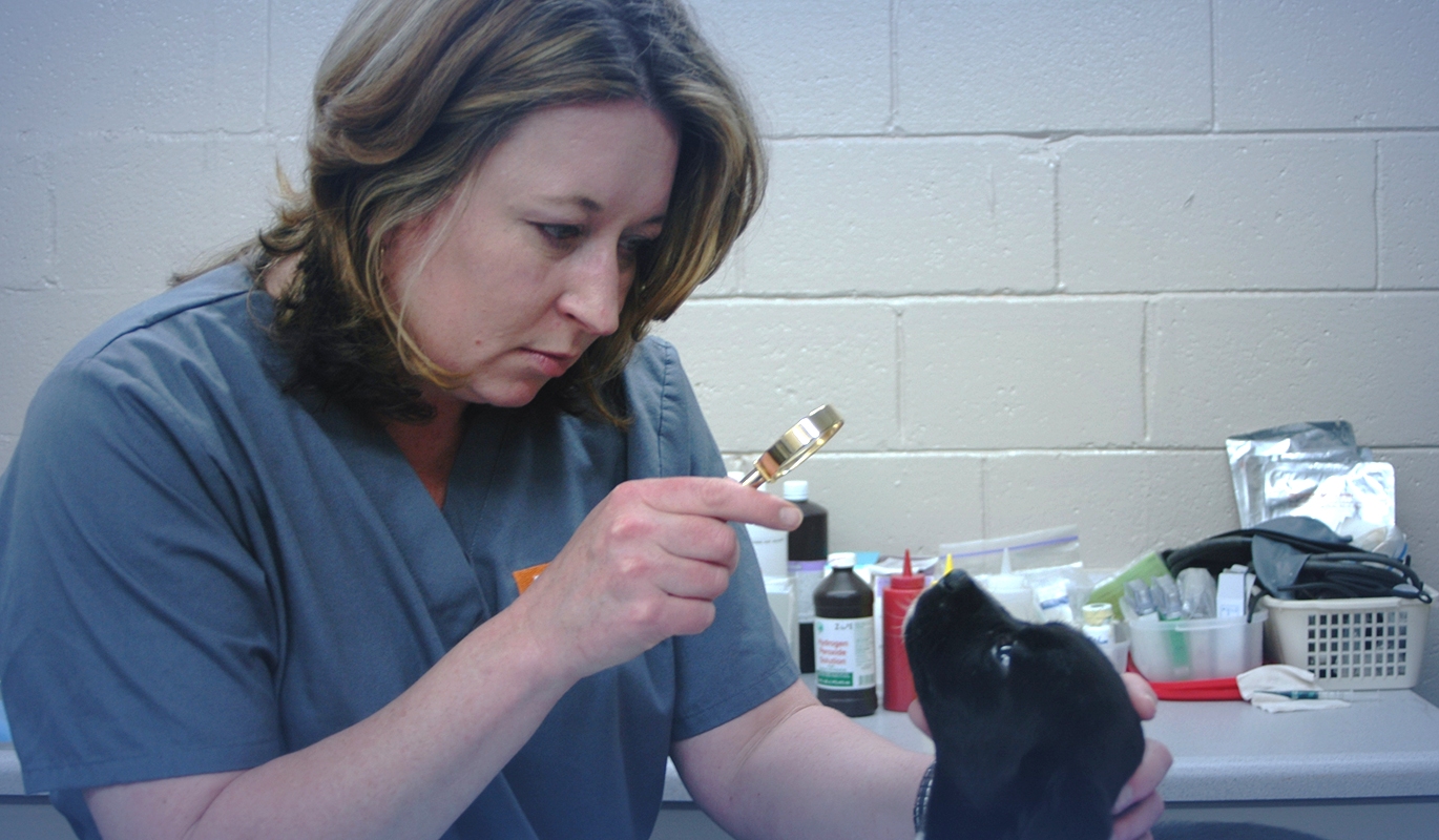 Veterinarian using a magnifying glass to examine a puppy