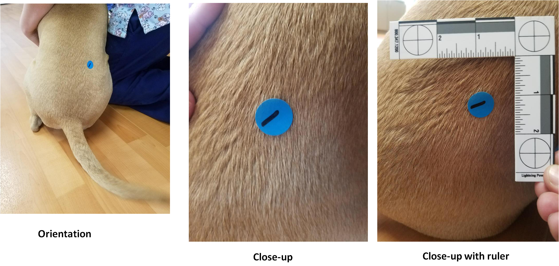 Orientation, close-up without ruler, and close-up with ruler photographs of a lesion on a dog’s back