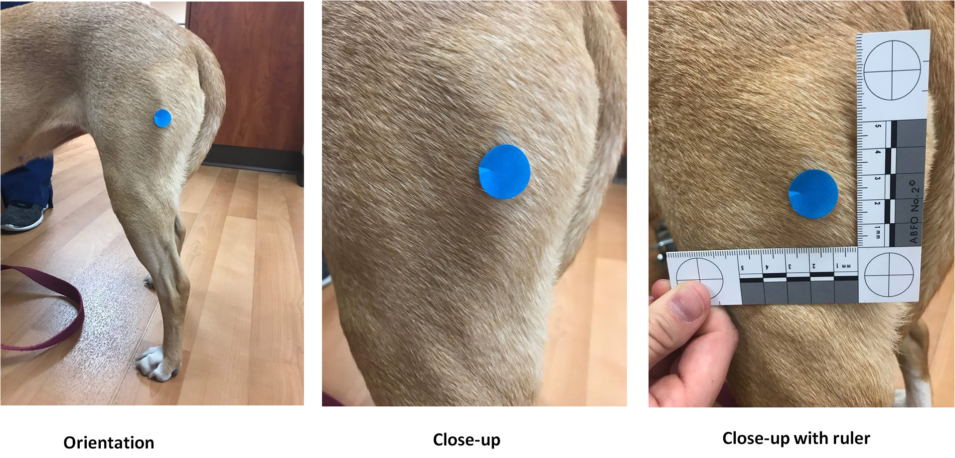 Orientation, close-up without ruler, and close-up with ruler photographs of a lesion on a dog’s left hind leg