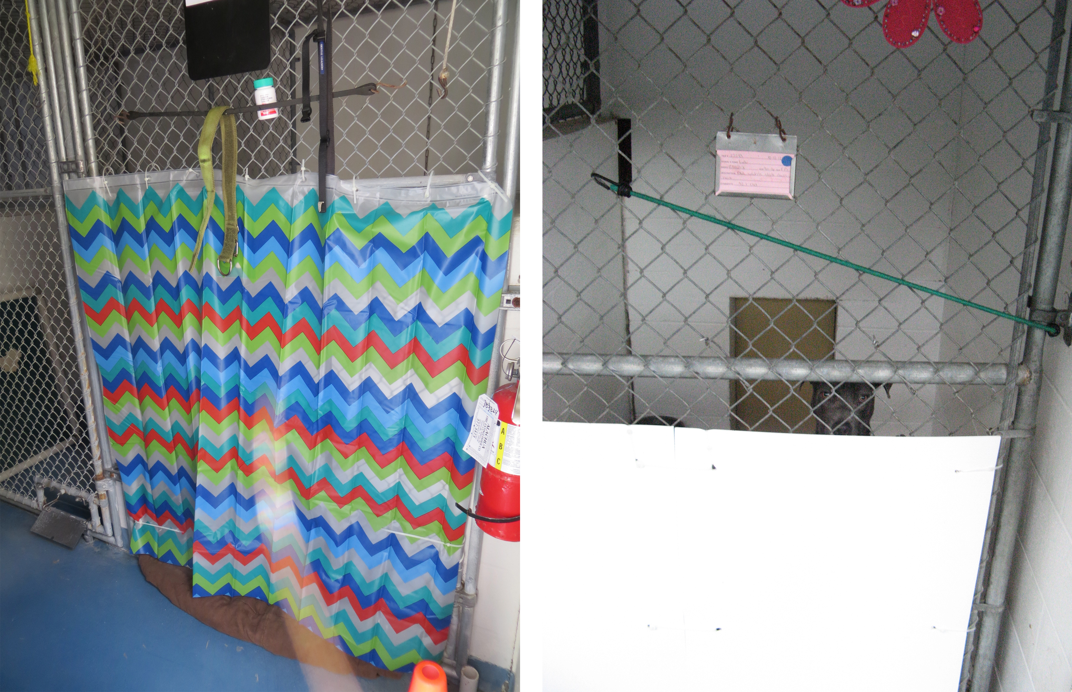 Photo on left: shower curtain attached to bottom half of chain link run. Photo on right: white sign board attached to bottom half of chain link run with dog looking out over it.