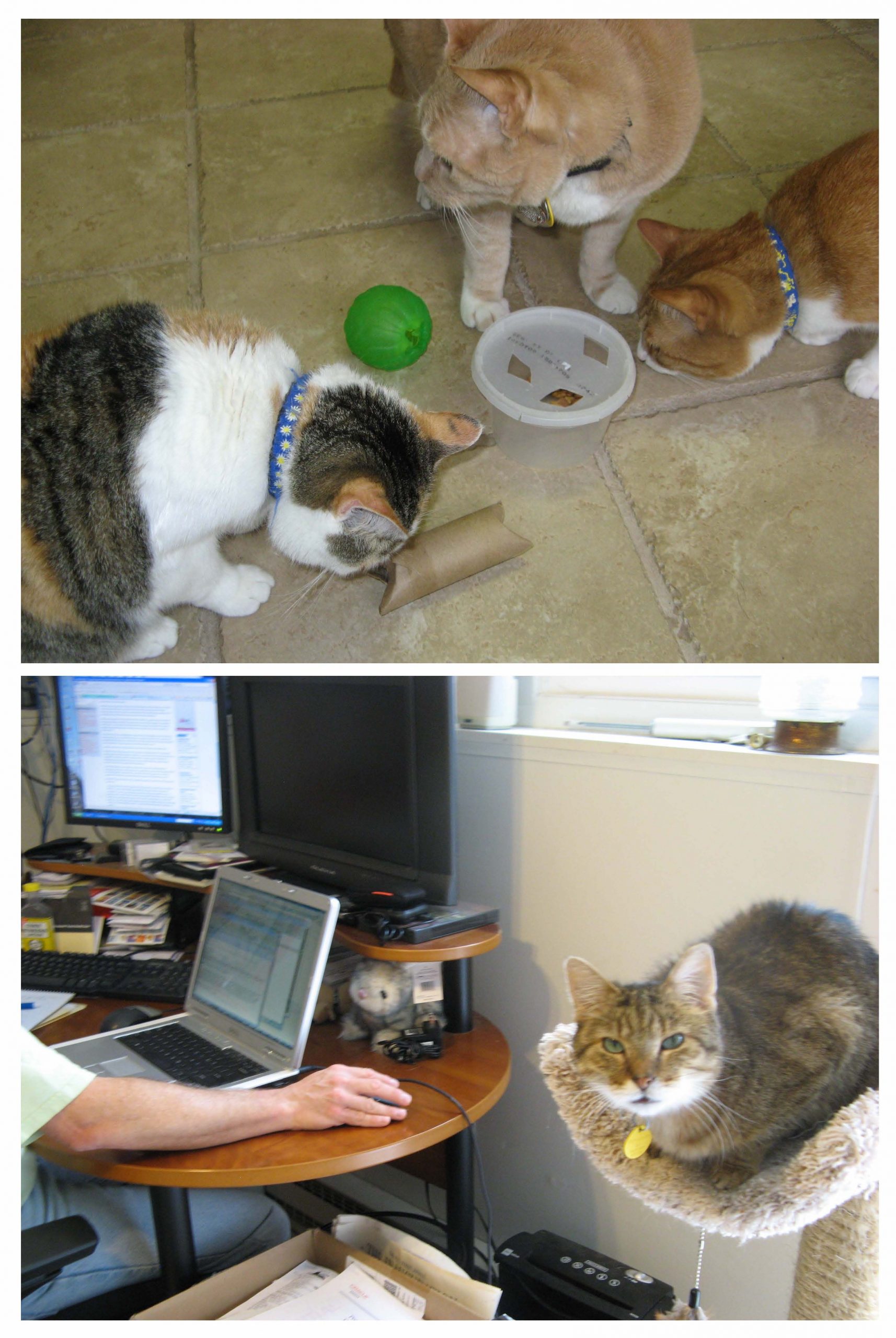 (Left) three cats investigate various feeder toys on the floor including a purpose designed ball, cardboard tube, and plastic container with holes cut in it; (Right)a cat perches on a carpeted cat tree beside a man working at his desk
