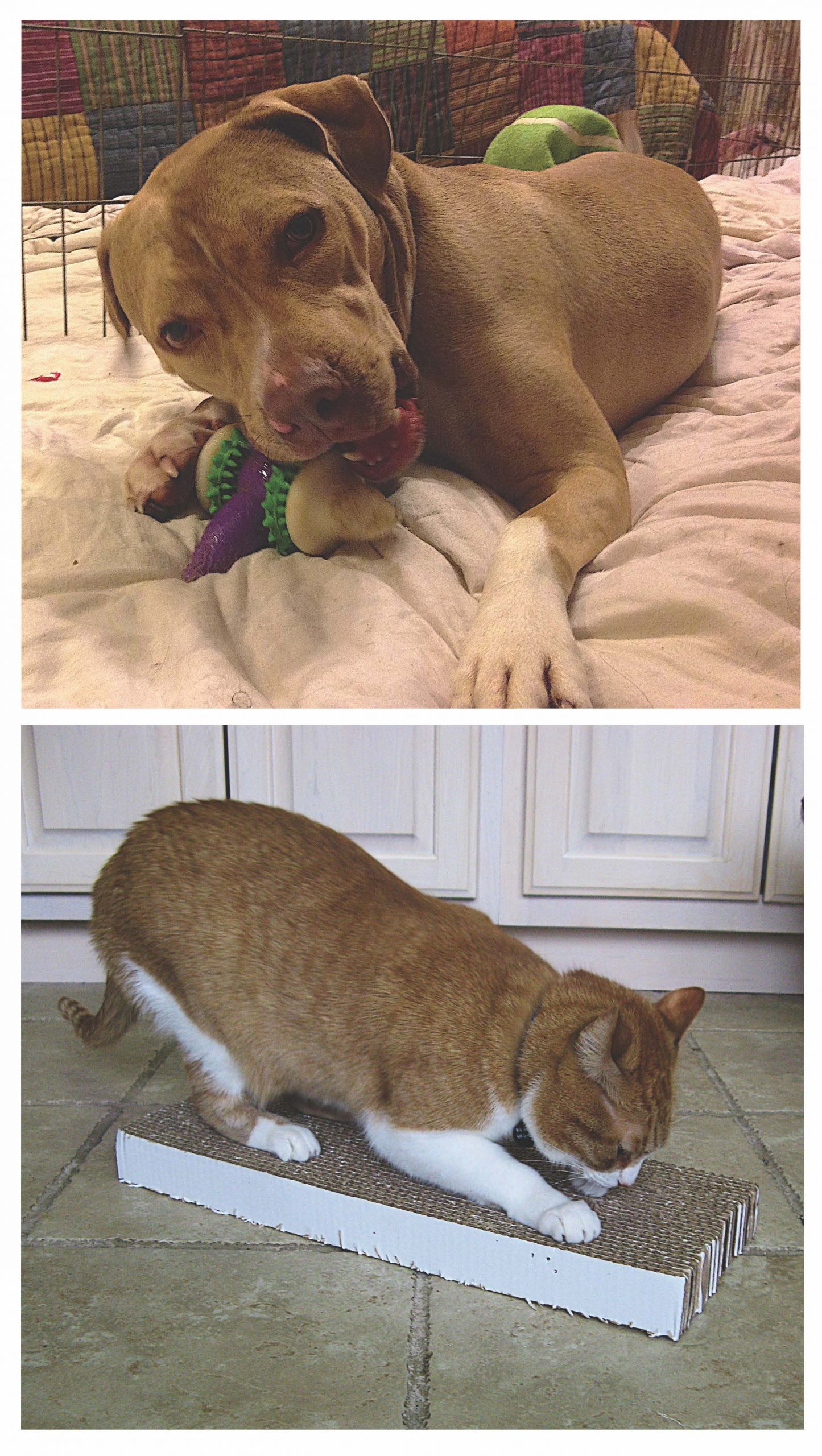 (Top) a large dog chews a hard plastic chew toy; (Bottom) an adult cat scratches a corrugated cardboard scratching pad