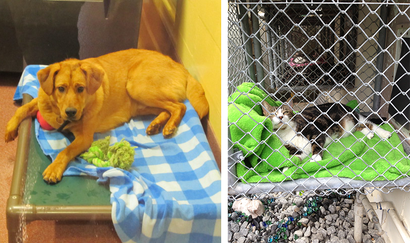 (Left) a dog rests on a platform bed with a blanket and toys; (Right) a cat stretches out on a blanket in a small chain link balcony extending from his larger indoor housing compartment