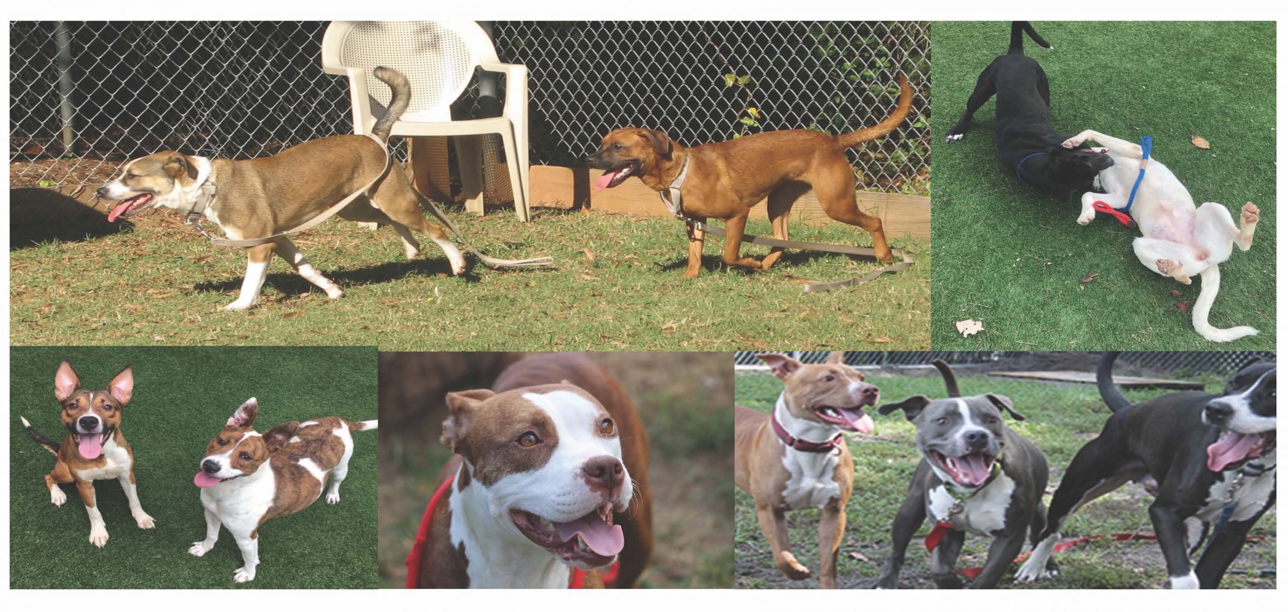 collage of photos of various shelter dogs enjoy playing chase, wrestling, running, or simply hanging out together in play yards.