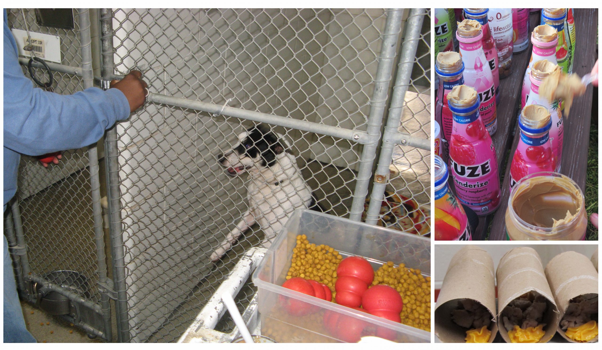 (Left) a caregiver delivers a food stuffed Kong to an eager dog in a run; (Top Right) Empty soda bottles filled with treats and smeared with peanut butter inside the tops; (Bottom right) Empty paper rolls filled with treats and soft spreadable cheese