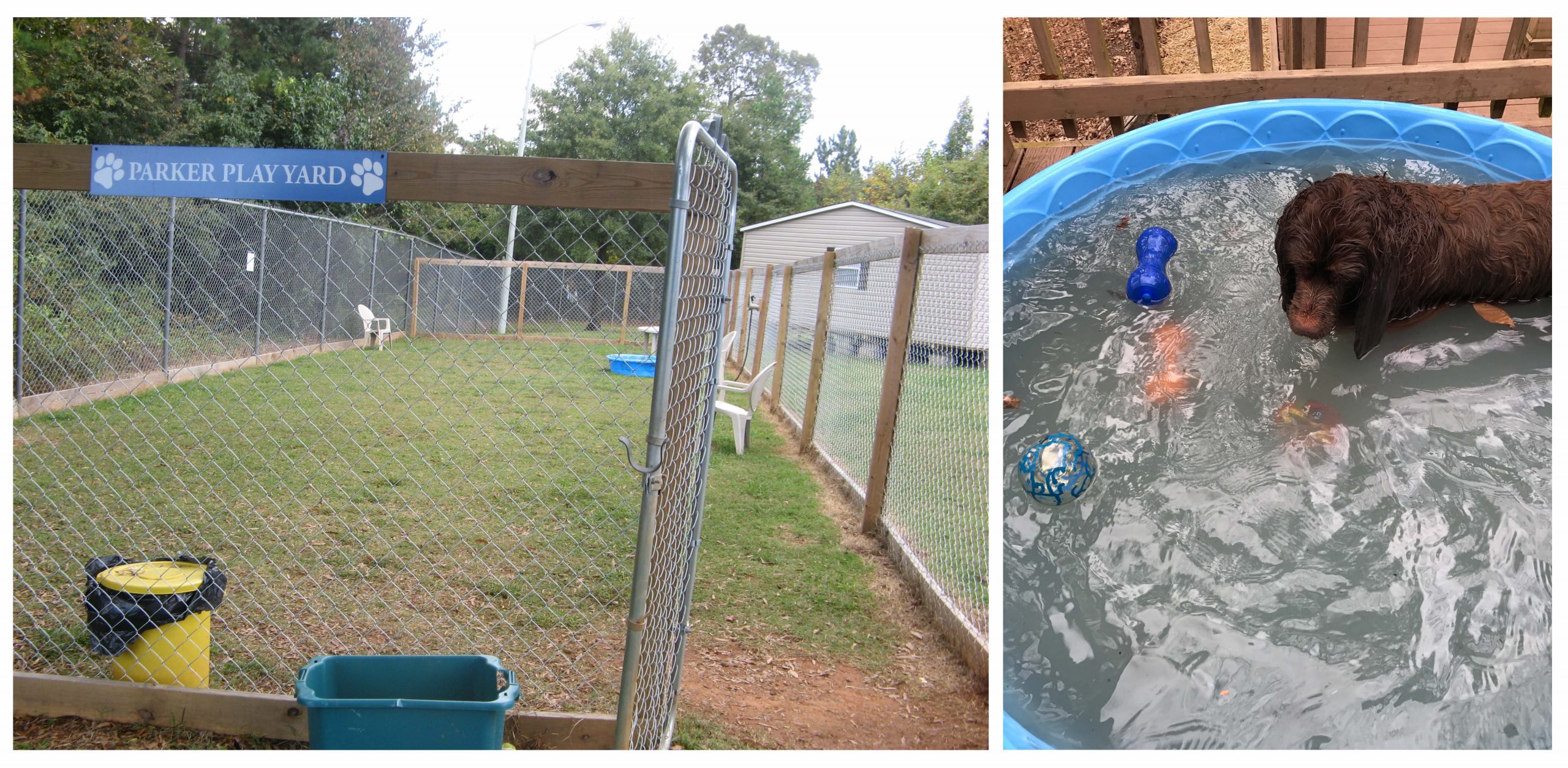 (Left) an outdoor fenced play yard with grass; (Right) a dog wades in a kiddie pool with floating toys
