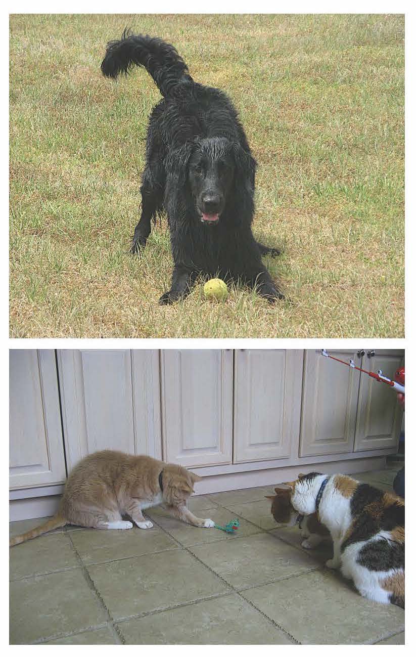 (Top) a dog with a tennis ball between his front paws does a play bow; (Bottom) three cats investigate a toy mouse attached to the string of a toy fishing pole