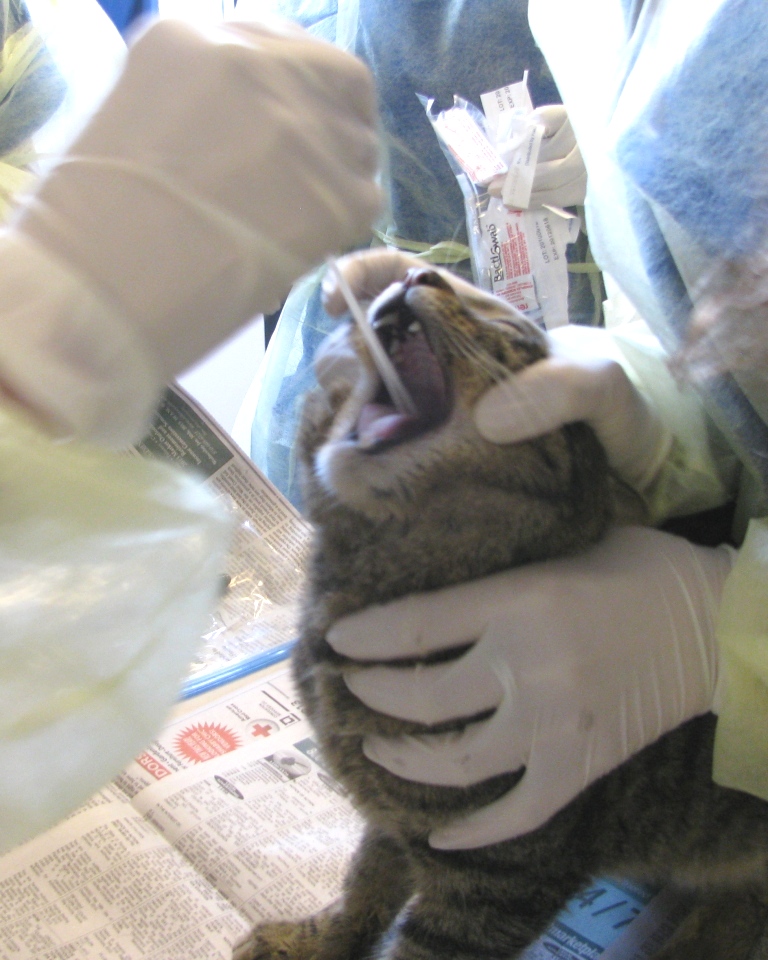 Staff swabbing the caudal pharynx of a cat