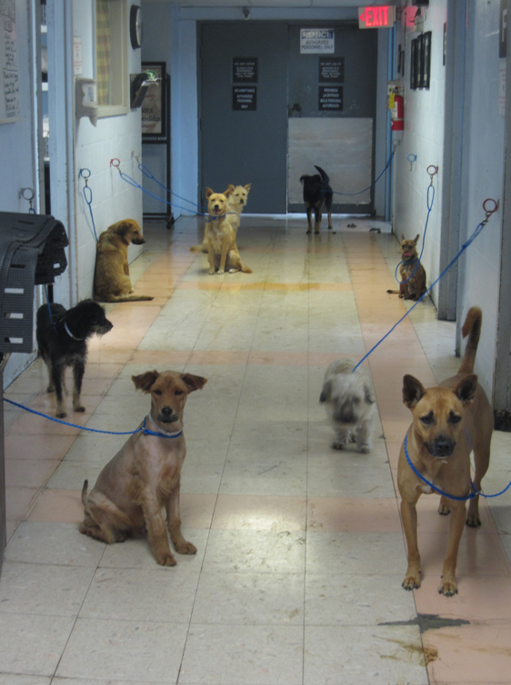 Multiple small dogs are tethered to the walls in a corridor while their single compartment stainless steel cages are cleaned.