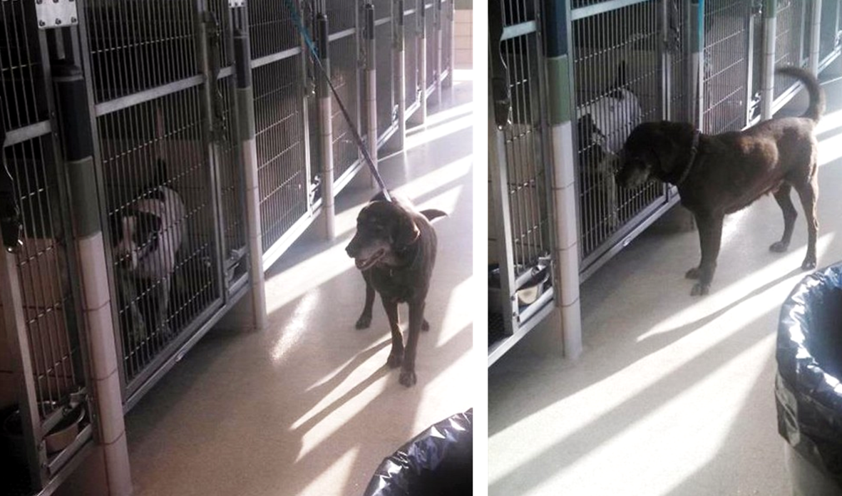 A dog is tethered to the front of the run of another dog while its run is cleaned. This dog is directly contacting the dog in the other run.
