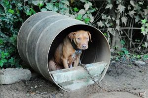 Pit bill chained to a barrel for a doghouse