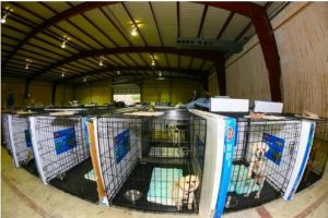 Dogs wait in wire cages in an emergency shelter