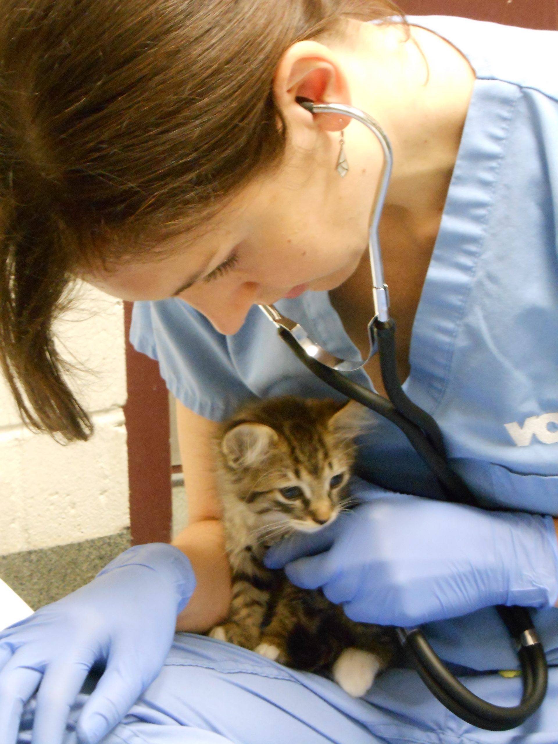 Veterinary student listens to the heart of a tabby kitten with a stethoscope