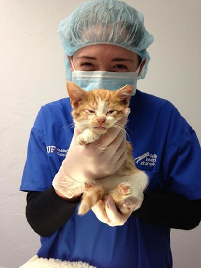 Veterinary student with recently spayed kitten