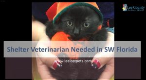 Thumbnail of veterinary recruitment video for Lee County Domestic Animal and Services